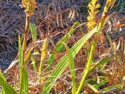 Wachendorfia thyrsiflora leaves